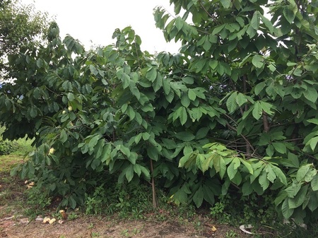 ポポーの苗木を植える間隔について考えてみる ポポー栽培日誌