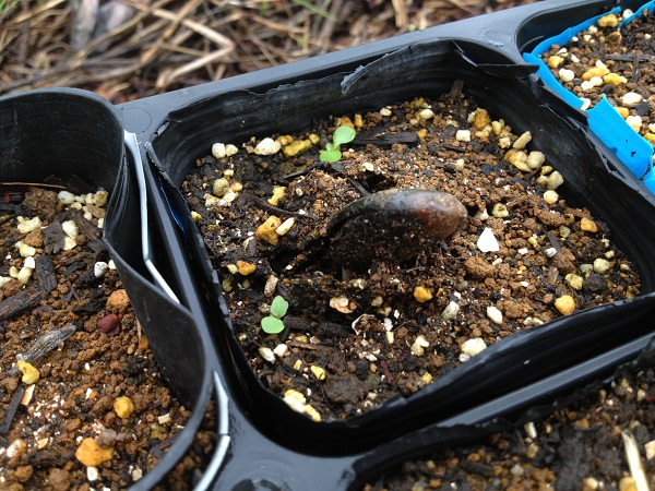 ポポーの種植え ポポー栽培日誌