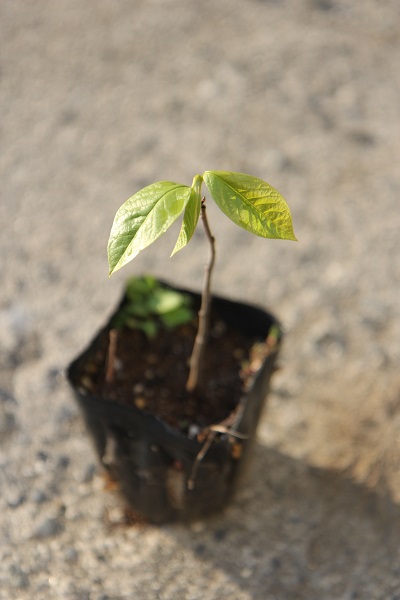 ポポーの種が発芽して1年目の苗はこのように育っています ポポー栽培日誌